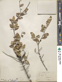 Ilex vomitoria image