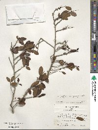 Ilex vomitoria image