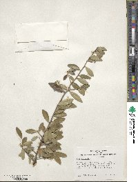 Ilex vomitoria image