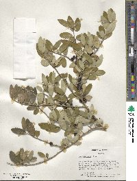 Ilex vomitoria image