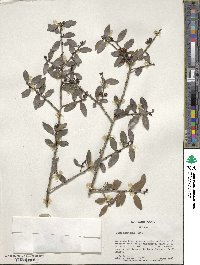 Ilex vomitoria image