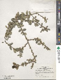 Ilex vomitoria image