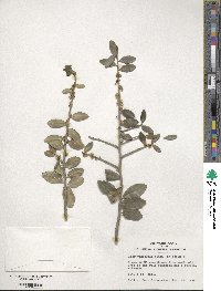 Ilex vomitoria image