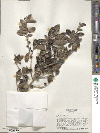 Ilex vomitoria image