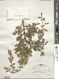 Ilex vomitoria image