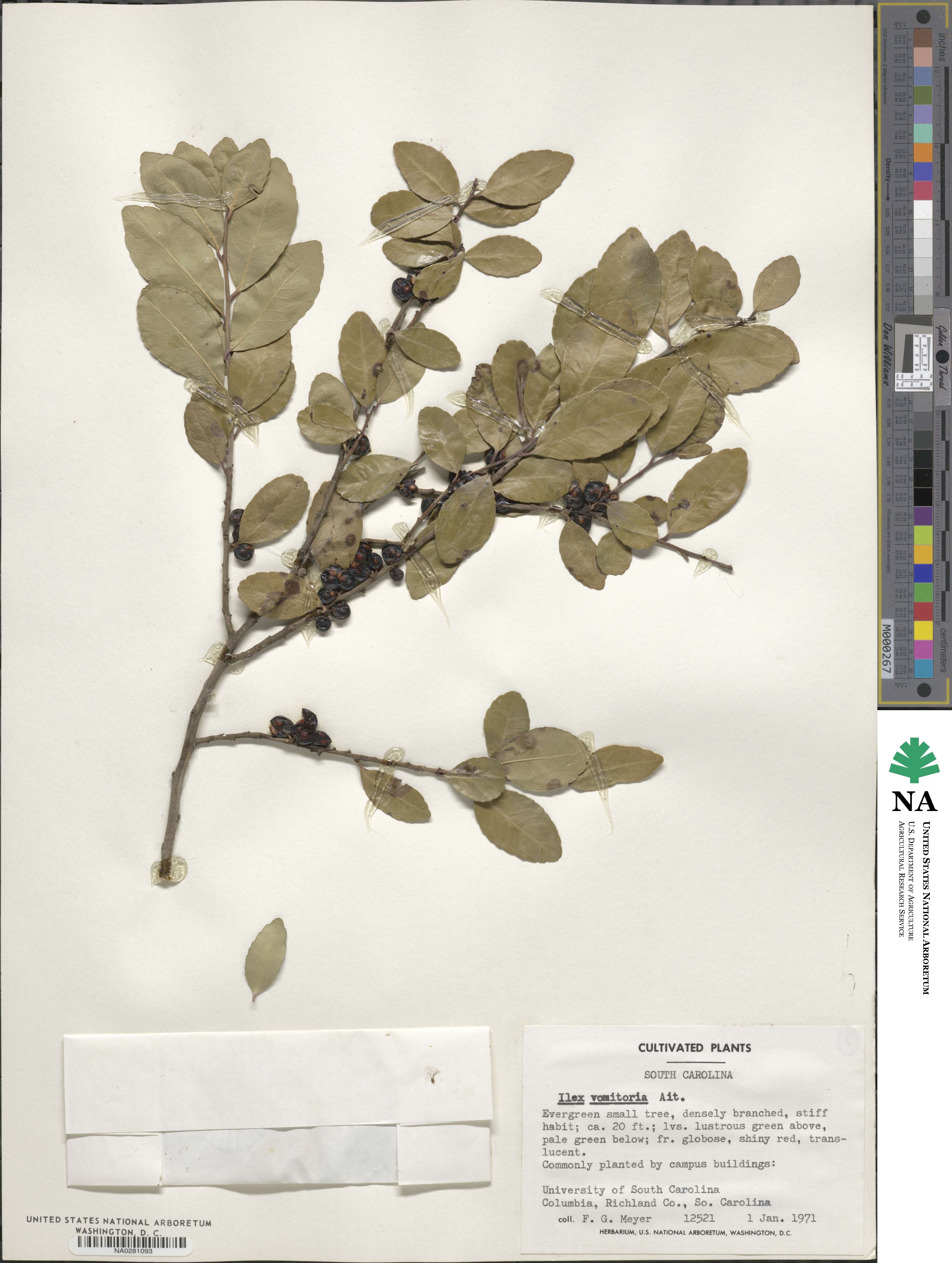 Ilex vomitoria image