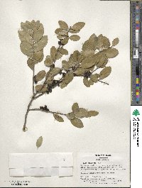 Ilex vomitoria image