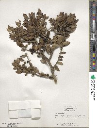 Ilex vomitoria image