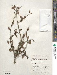 Ilex vomitoria image