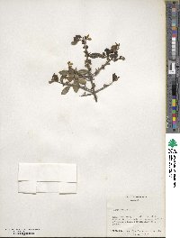 Ilex vomitoria image