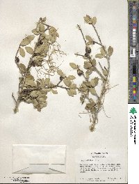 Ilex vomitoria image