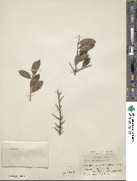 Ilex vomitoria image