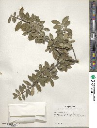 Ilex vomitoria image