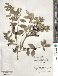 Ilex vomitoria image