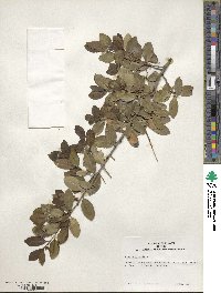 Ilex vomitoria image