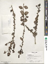 Ilex vomitoria image