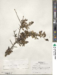 Ilex vomitoria image