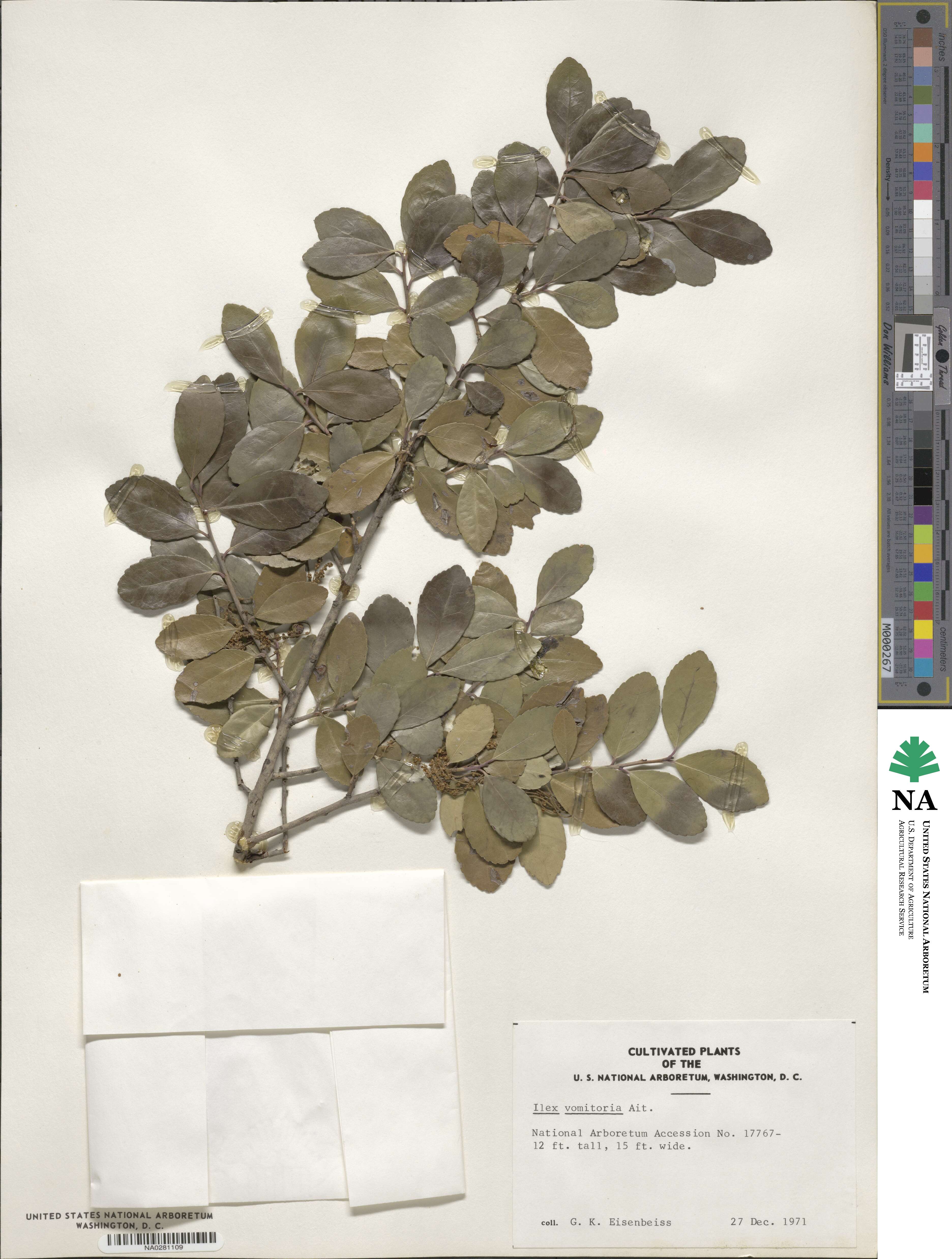 Ilex vomitoria image