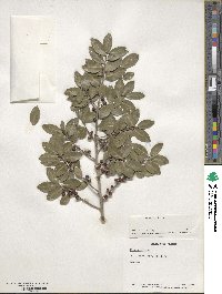 Ilex vomitoria image