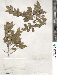 Ilex vomitoria image