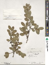 Ilex vomitoria image