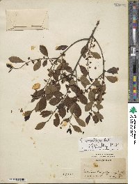 Ilex vomitoria image