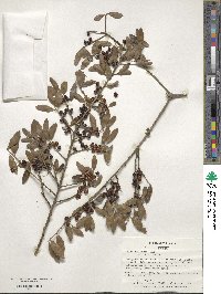 Ilex vomitoria image