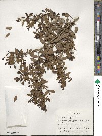 Ilex vomitoria image