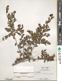 Ilex vomitoria image