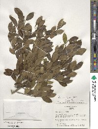 Ilex vomitoria image