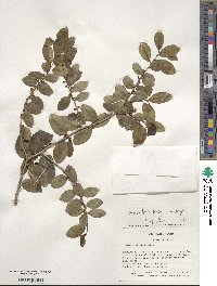 Ilex vomitoria image