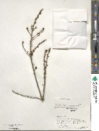 Ilex vomitoria image