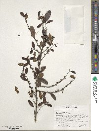 Ilex vomitoria image