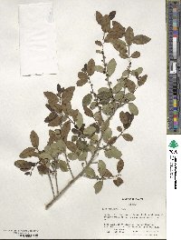 Ilex vomitoria image