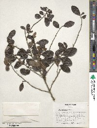 Ilex vomitoria image