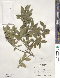 Ilex vomitoria image