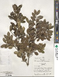 Ilex vomitoria image