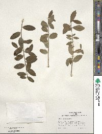 Ilex vomitoria image