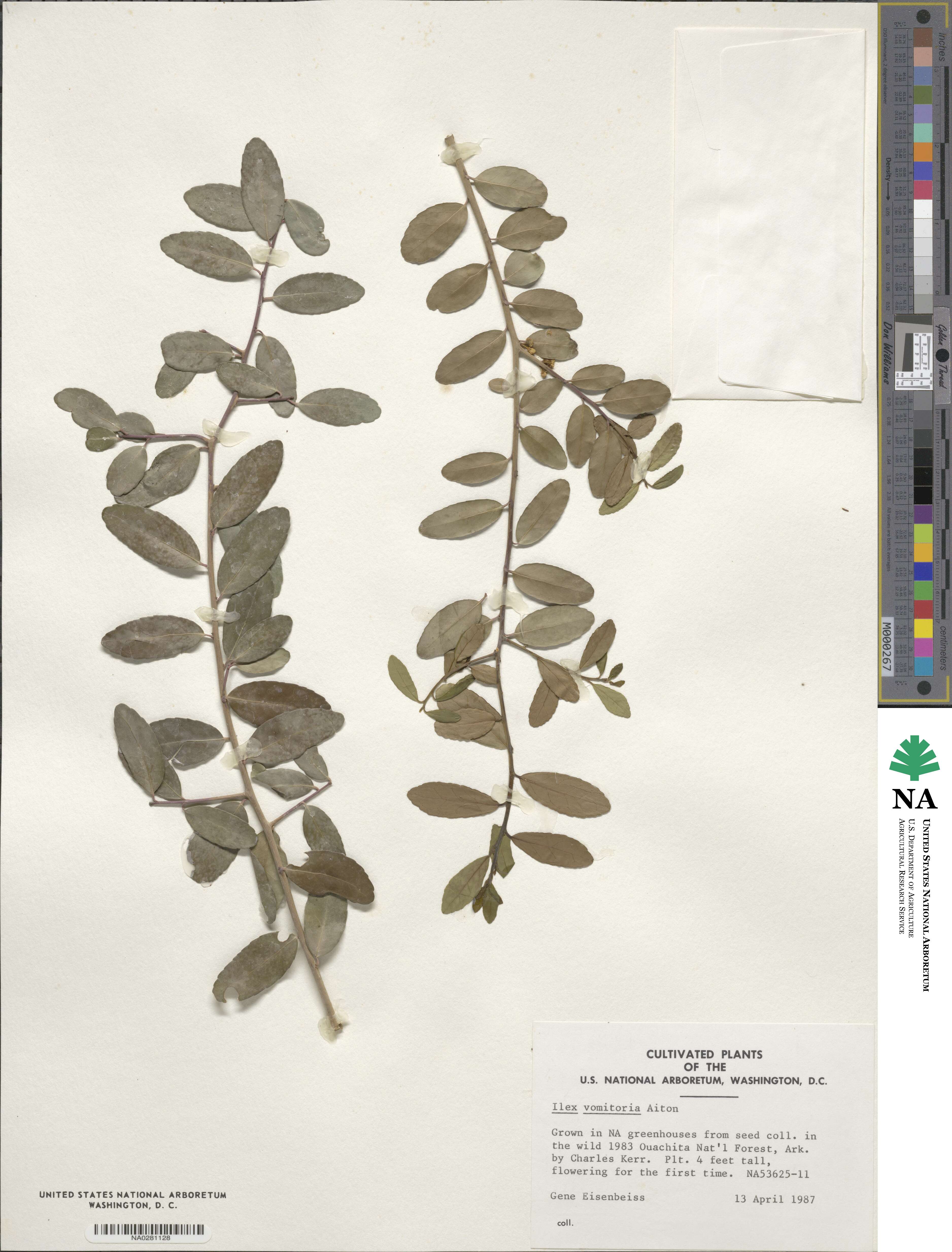Ilex vomitoria image