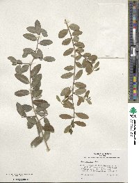 Ilex vomitoria image