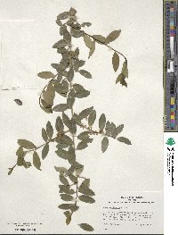 Ilex vomitoria image