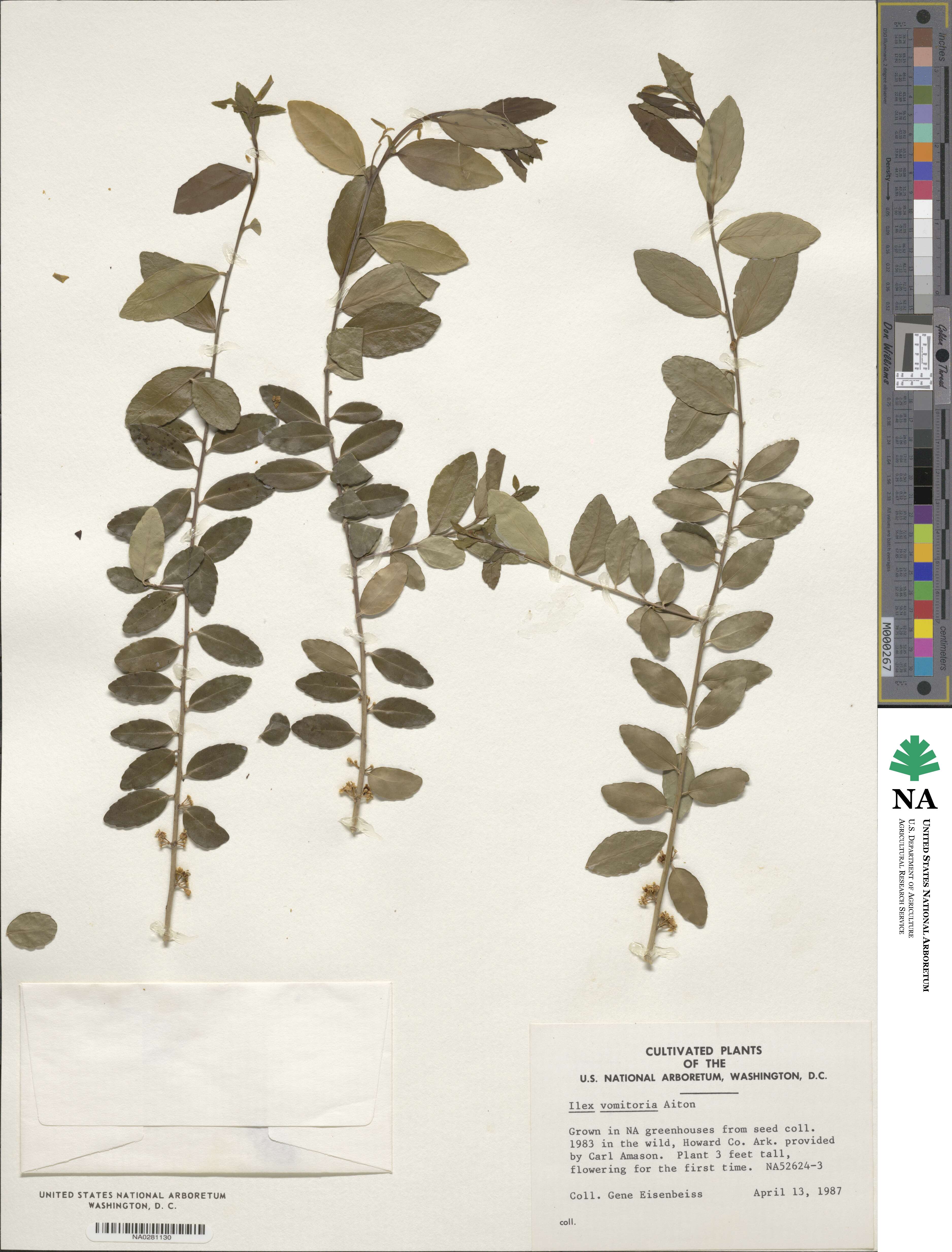 Ilex vomitoria image