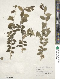 Ilex vomitoria image