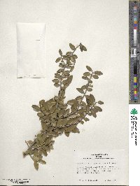 Ilex vomitoria image