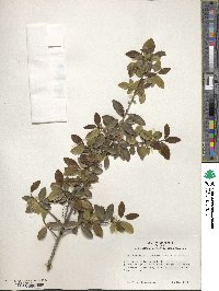 Ilex vomitoria image