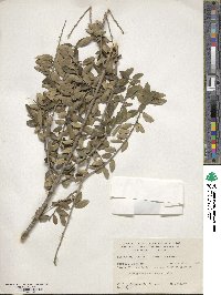 Ilex vomitoria image