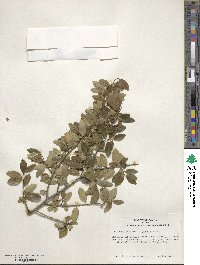 Ilex vomitoria image