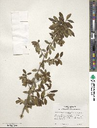 Ilex vomitoria image