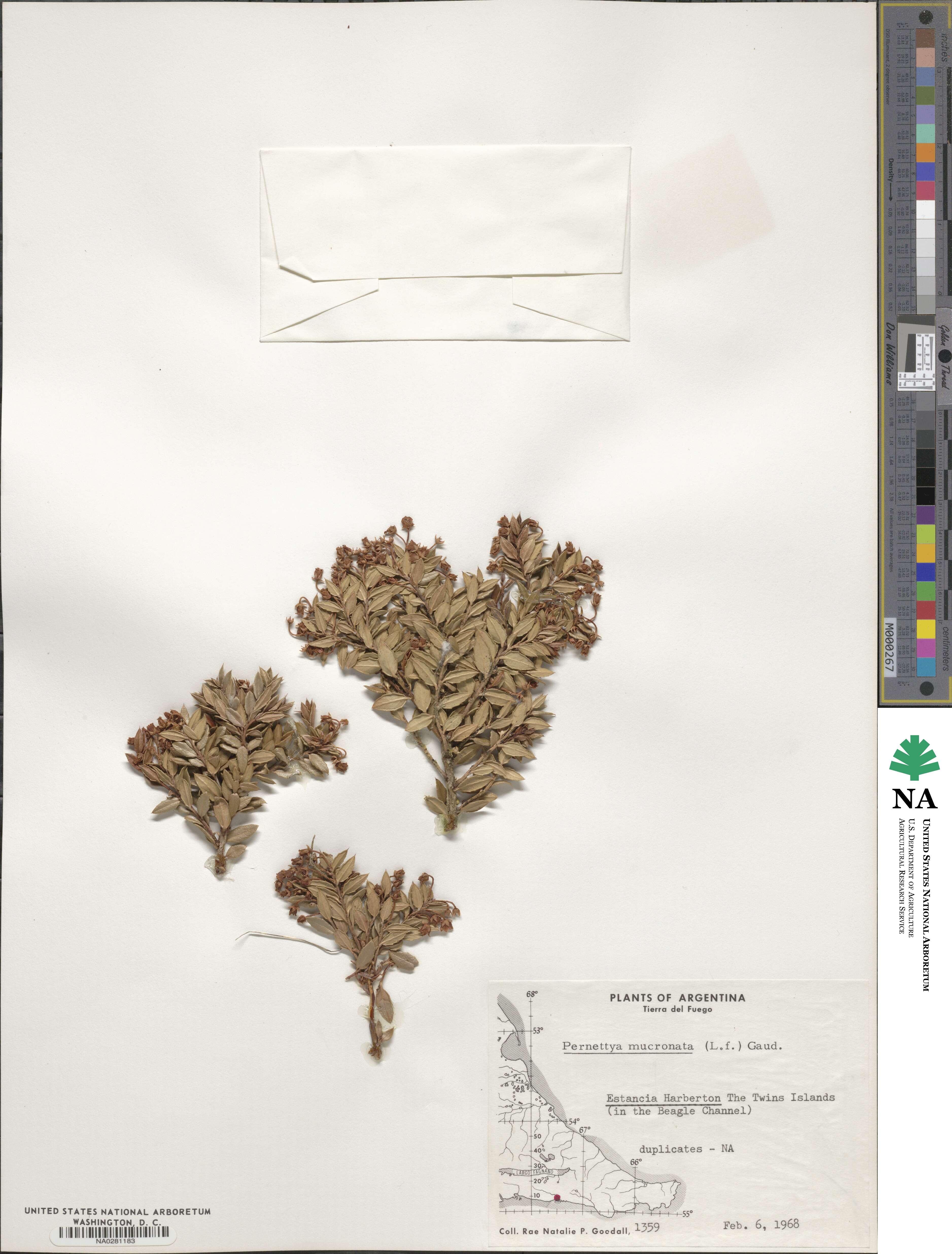 Gaultheria mucronata image