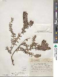 Pernettya prostrata image